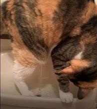うちのネコ、水を飲むポジションを間違えて恐怖の足水没！ 