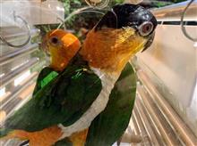 インコを連れて叔母の家へ