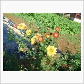 🌸　RED　＆　YELLOW