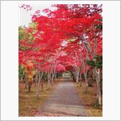 紅葉のトンネル