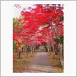 紅葉のトンネル