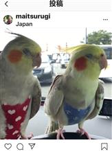 オカメインコとお散歩