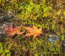 今朝のサイクリング --- 山では紅葉。 今朝のサイクリング --- 山では紅葉。