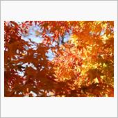 御射鹿池の紅葉はどうなのか