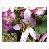 🌸　PURPLE