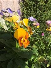 通院ついでに❣️