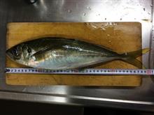 まる八でアジ釣り