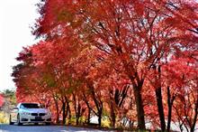 北杜へ紅葉ドライブ&時之栖イルミネーション 北杜へ紅葉ドライブ&時之栖イルミネーション