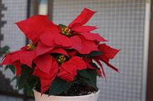 クリスマスが近づいてきたと感じる瞬間