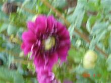 🌸　多分”没”とした画像だけど