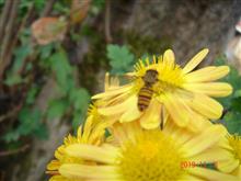🐝　これな～に　🌷