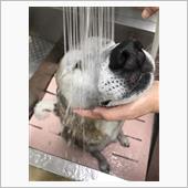 わんこをお風呂に