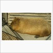 お弁当持って動物園へ