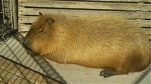 お弁当持って動物園へ