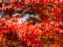 11月16日（土）の京都高雄パークウェイ❣️紅葉🍁