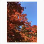 紅葉からの〜