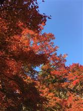 紅葉からの〜
