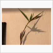 笹の花( ﾟДﾟ)