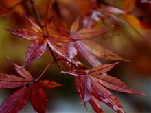 県北で紅葉狩り