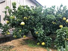 涙の?八代~人吉 紅葉サイクリング 涙の?八代~人吉 紅葉サイクリング