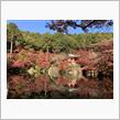 まだ見ぬ紅葉を求めて