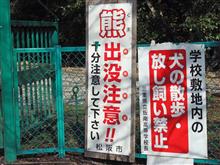 ハナノキの紅葉と花