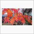 京都嵐山の紅葉20191124 ＋α