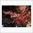 夜の紅葉を楽しむ