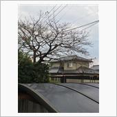 枯れ葉よ