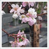 10月桜