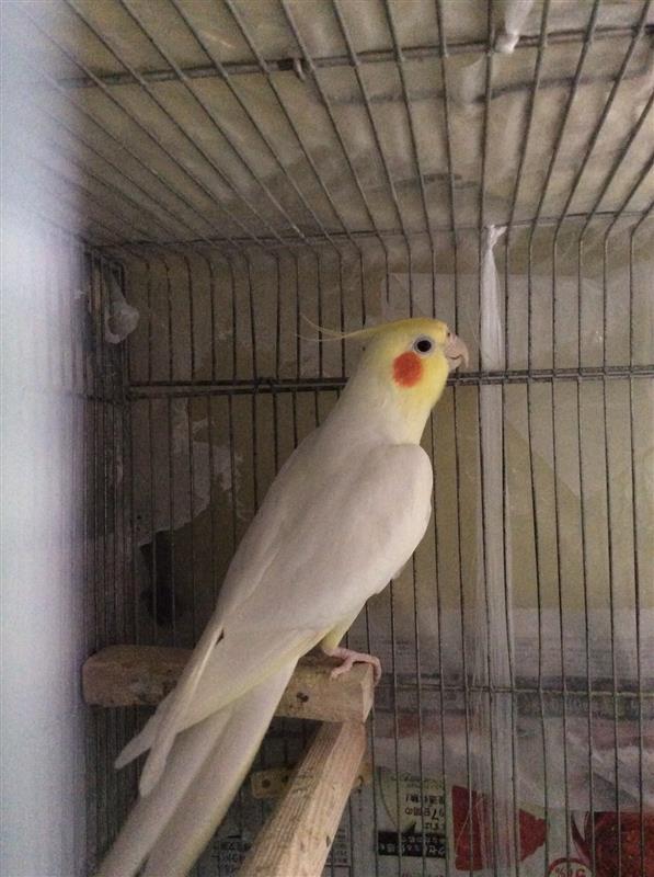 オカメインコの もう一羽の紹介をしますね ちゅわぶきのブログ 頭に重しが載ってます が何か 笑 路傍の白茄子車 みんカラ