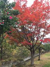 紅葉が見頃⁉︎