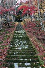 名残の紅葉と巨木巡り