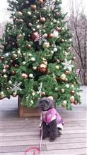軽井沢はX&#39;masの飾り付け！