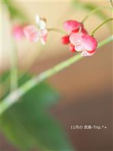 11月の 宮島-Trip.*+