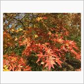 佐倉城址公園の紅葉の巻・・( ...
