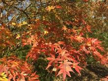 佐倉城址公園の紅葉の巻・・(^^♪
