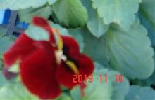 🌸　RED
