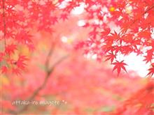 あったか色 見上げて .*+