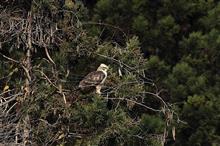辛うじて、オケラを免れたクマタカ幼鳥
