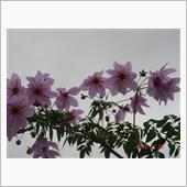 🌸　PURPLE