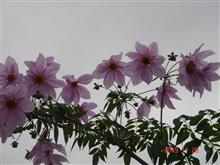 🌸　PURPLE