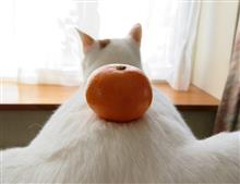 タマの悩み タマの悩み