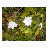 🌸　WHITE