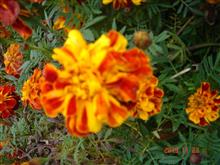 🌸　ORANGE
