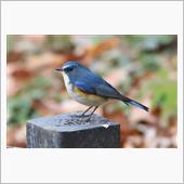 青い鳥♪♪♪