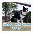 Happy New Year 2020