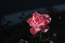 令和二年に咲く　お花。。。