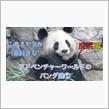 ▼【動画】アドベンチャーワールドのパンダ達（①▼良浜編）