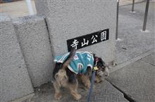 寺山公園でマロン、モテモテ~ 寺山公園でマロン、モテモテ~